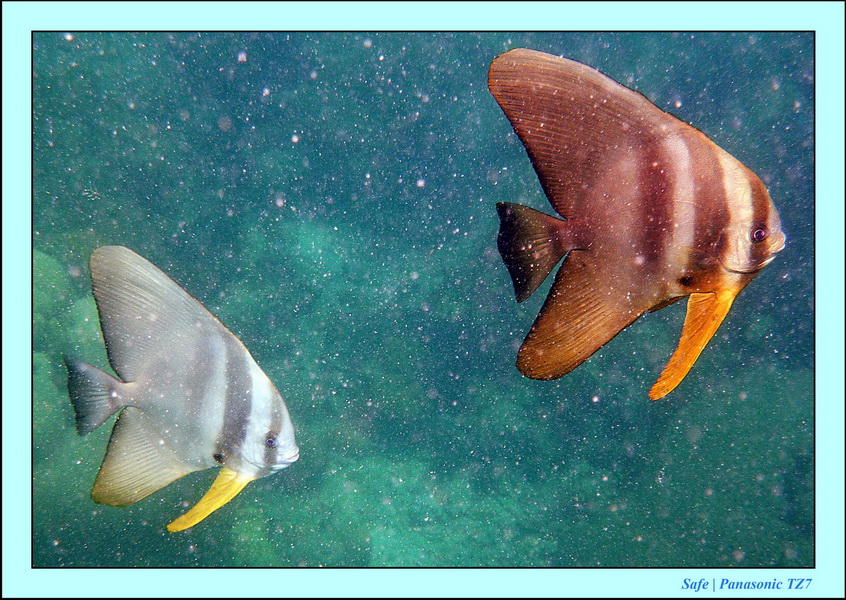 2011 - 07 - Koh Lipe 46